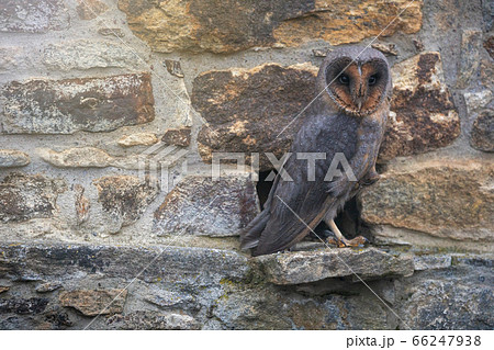 Dark form of barn owl is sitting on the stone 66247938