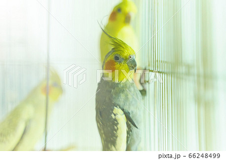 Black with yellow head parrot Corella 66248499