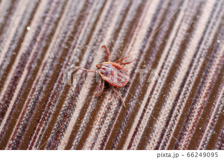 A dangerous parasite and infection carrier mite A dangerous parasite and infection carrier mite 66249095