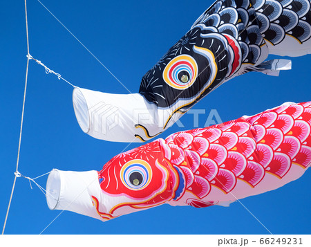 初夏の青空にはためくコイノボリ 初夏の青空にはためくコイノボリ 66249231