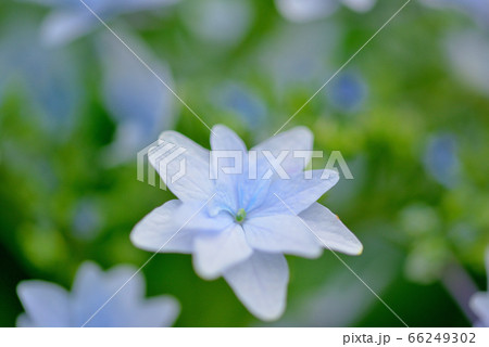 梅雨時の紫陽花 梅雨時の紫陽花 66249302