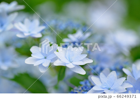 梅雨時の紫陽花 梅雨時の紫陽花 66249371