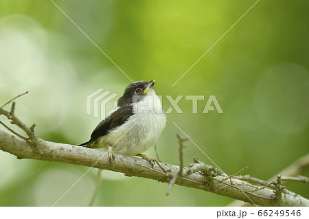 緑背景のエナガの幼鳥 66249546