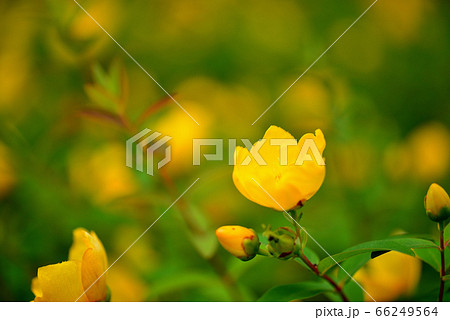 金糸梅の花 66249564
