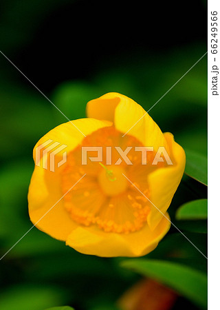 金糸梅の花 金糸梅の花 66249566