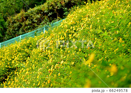 金糸梅の花 金糸梅の花 66249578