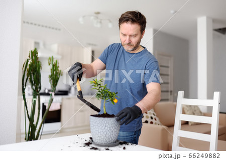 Man transplanting a houseplant calamondin into new pot Man transplanting a houseplant calamondin into new pot 66249882