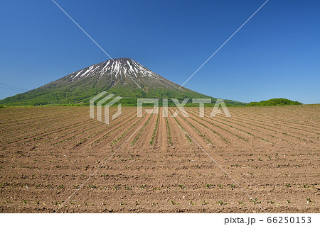 初夏の北海道留寿都村で残雪の羊蹄山と移植したばかりのビート畑の風景を撮影 初夏の北海道留寿都村で残雪の羊蹄山と移植したばかりのビート畑の風景を撮影 66250153