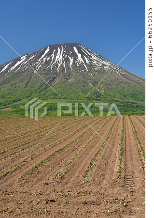 初夏の北海道留寿都村で残雪の羊蹄山と移植したばかりのビート畑の風景を撮影 初夏の北海道留寿都村で残雪の羊蹄山と移植したばかりのビート畑の風景を撮影 66250155