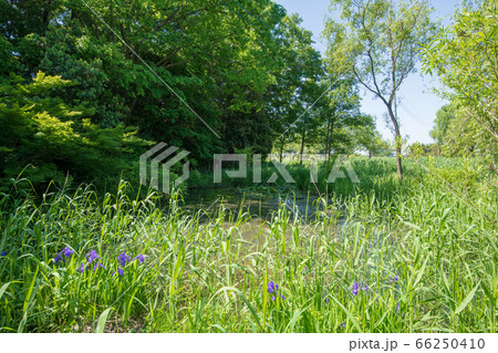 ホタルの里　湧水池　北本市ホタルの里づくり　新緑のころ 66250410