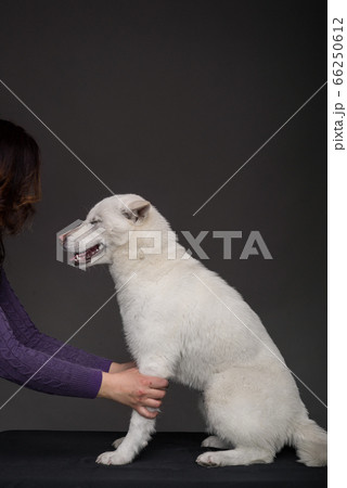 Kishu Inu white japanese beautiful dog middle size Kishu Inu white japanese beautiful dog middle size 66250612