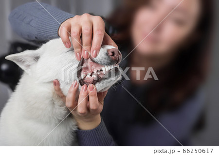 Kishu Inu white japanese beautiful dog middle size 66250617