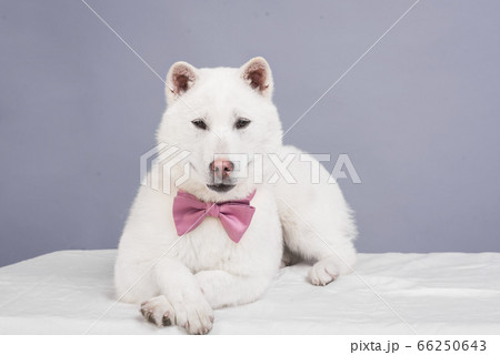 Kishu Inu white japanese beautiful dog middle size Kishu Inu white japanese beautiful dog middle size 66250643