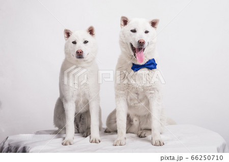 Kishu Inu white japanese beautiful dog middle size Kishu Inu white japanese beautiful dog middle size 66250710