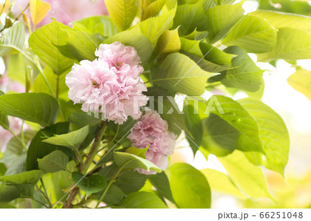 ピンクの八重桜の花と葉 ピンクの八重桜の花と葉 66251048