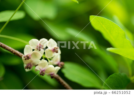 アケビの花と緑の葉 66251052