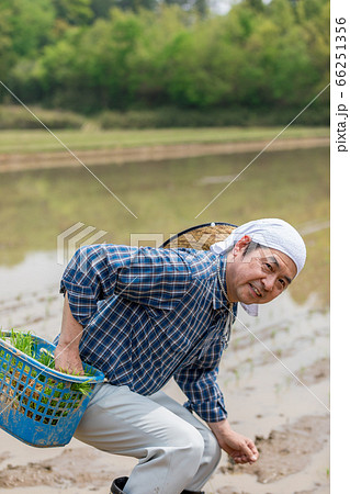 田植えをする男性 田植えをする男性 66251356