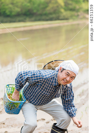 田植えをする男性 田植えをする男性 66251359
