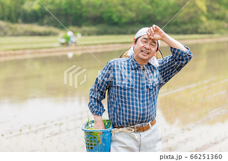 田植えをする男性 66251360