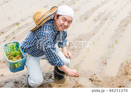 田植えをする男性 田植えをする男性 66251370