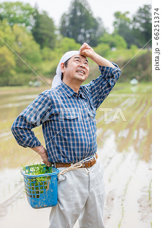 田植えをする男性 66251374