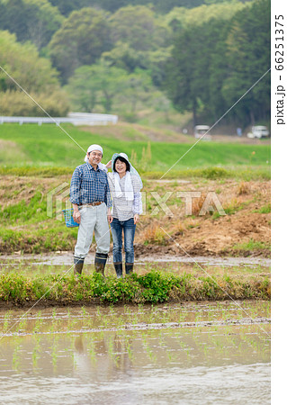 水田のあぜ道に立つ農家の夫婦 水田のあぜ道に立つ農家の夫婦 66251375