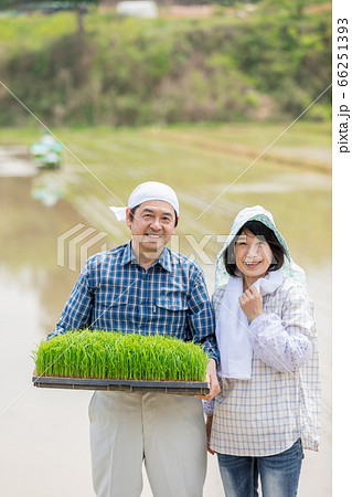 米を作る農家の夫婦 66251393