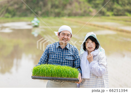 米を作る農家の夫婦 66251394