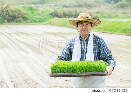 田植えの苗を持つ男性 田植えの苗を持つ男性 66251431