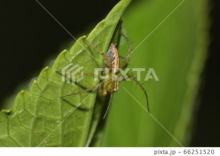 ササグモ 66251520