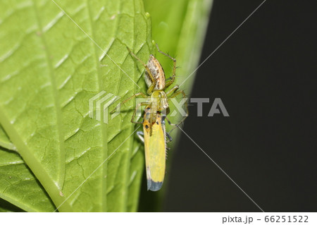 ツマグロオオヨコバイ を食べるササグモ 66251522