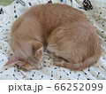 お布団の上の猫 66252099
