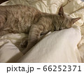 お布団で寝る猫 66252371