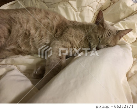 お布団で寝る猫 お布団で寝る猫 66252371