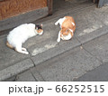 猫のお友達 66252515