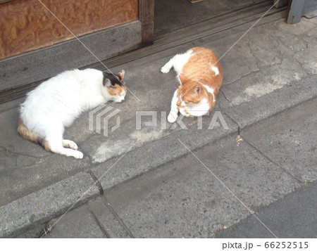猫のお友達 猫のお友達 66252515