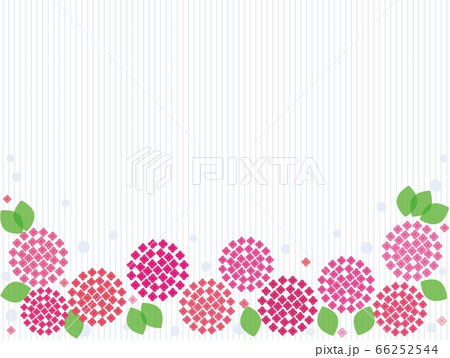 紫陽花　ストライプ 66252544