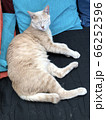 猫とクッション 66252596