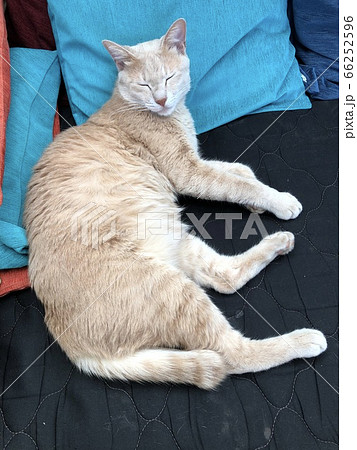 猫とクッション 猫とクッション 66252596