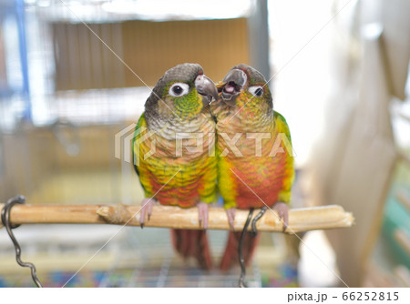 ウロコインコ ウロコインコ 66252815