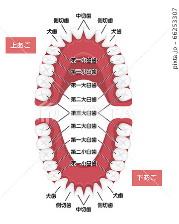 大人の歯 永久歯の歯並び 歯の名称 ベクターイラスト のイラスト素材
