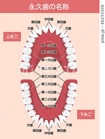 大人の歯 永久歯の歯並び 歯の名称 ベクターイラスト のイラスト素材