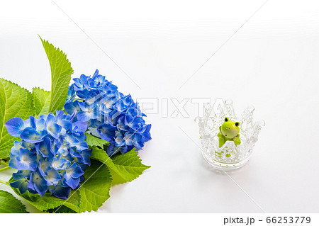 あじさいとカエル 6月 梅雨イメージ あじさいとカエル 6月 梅雨イメージ 66253779