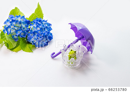 あじさいとカエル 6月 梅雨イメージ あじさいとカエル 6月 梅雨イメージ 66253780