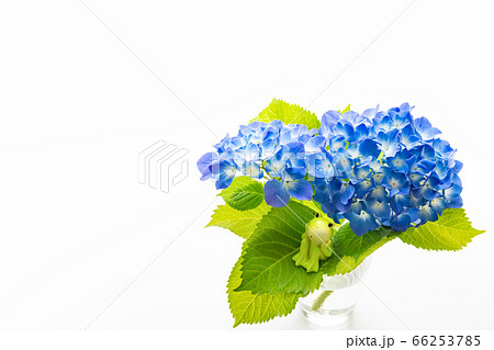 あじさいとカエル　6月　梅雨イメージ 66253785