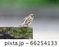 野鳥　雀 66254133