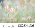 ふわふわクロタネソウ　蕾 66254136
