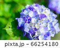 梅雨入り紫陽花 66254180