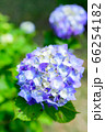 梅雨入り紫陽花 66254182