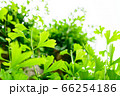 青々とした銀杏 66254186